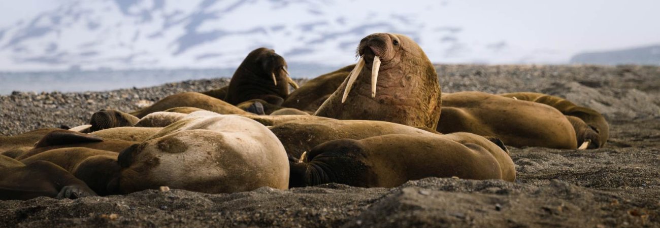 Foto: PolarQuest